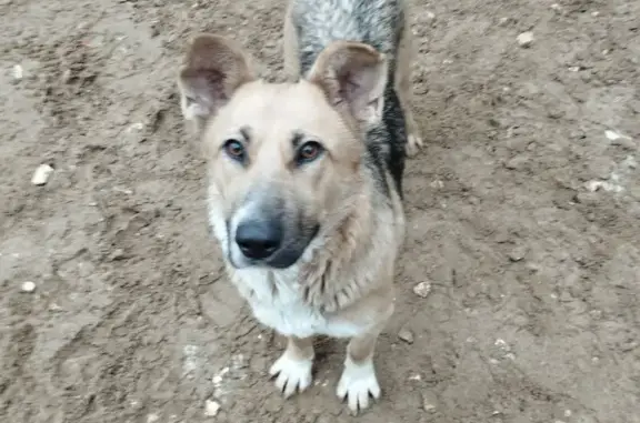 Найденные животные Москва, фото: Собака найдена на Зоологической улице