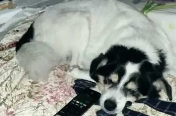 Пропала собака, Владивосток, Приморье