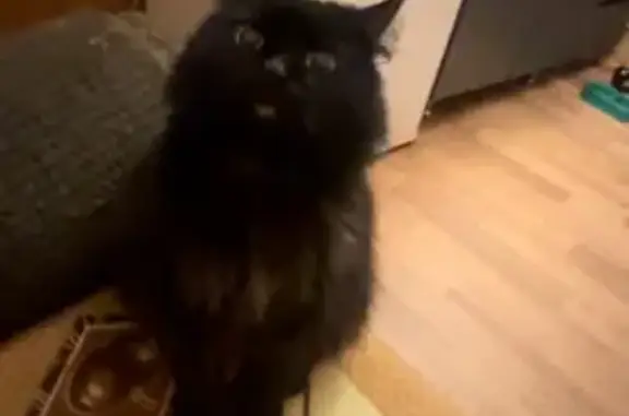 Пропала кошка, Мурманск, Мурманская обл.