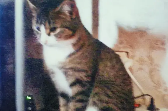 Кошки потеряшки, Арамиль, фото: Потеряшка кошка в Арамиле, Свердловская обл.