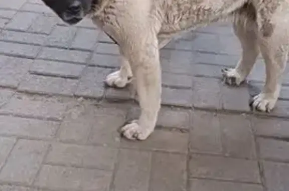 Собаки потеряшки, Селезянское, фото: Потеряшка собака в Селезяне, Челябинская обл.