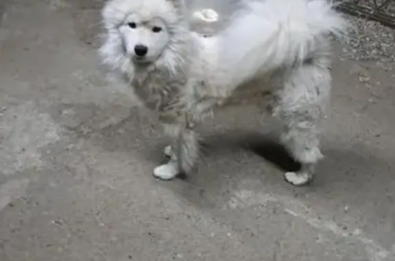 Пропала белая собака, Краснодарский край