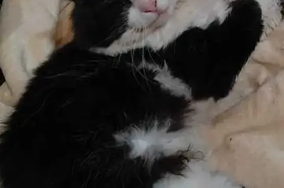 Пропала кошка в МО, Чернобелый, крупный