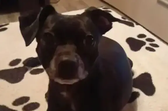 Объявления о пропавших и найденных животных, Саратовская, фото: Пропала собака, Шоссейная ул., 8, Саратов