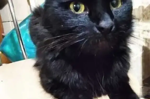 Найден кот на Октябрьской, 184, Тула