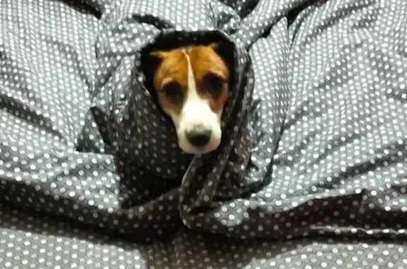 Пропала собака, Орджоникидзе 7, Тольятти