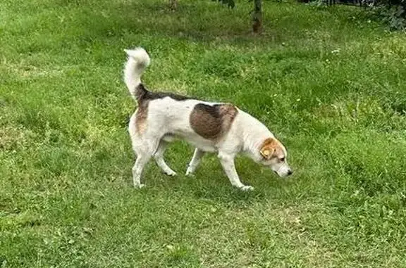 Собаки потеряшки, Ивановское, фото: Потеряшка пёс: Ивановское, Московская область