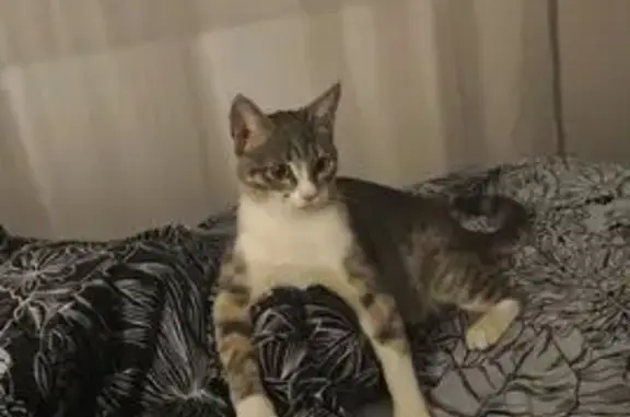 Кошки потеряшки, Зубово, фото: Потеряшка кошка, Зубово, Башкортостан