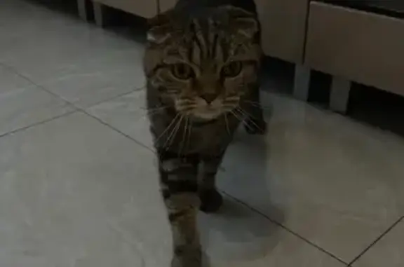 Найденные животные Москва, фото: Кошка найдена: Герасима Курина, 26