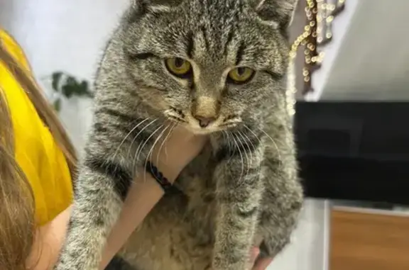 Найдена кошка, Астрахань, фото: Кот найден: ул. Бориса Алексеева, 67Б