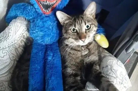 Пропала кошка, ул. Кустодиева, СПб