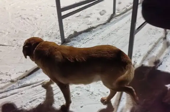 Найдена собака, Томск, фото: Потеряна собака, ул. Королёва, 19, Томск