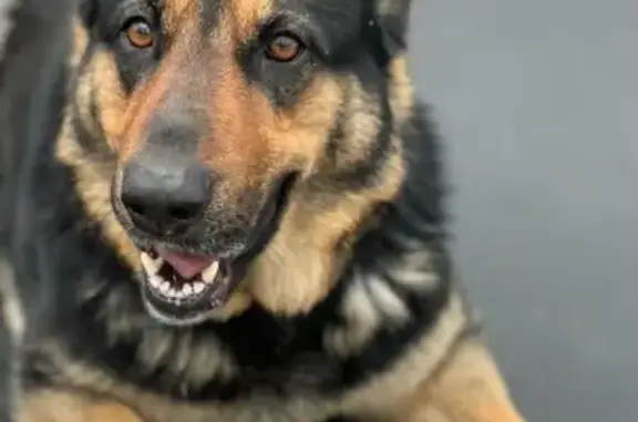 Пропала собака, Тула, Тульская область