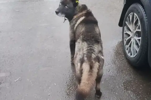 Найденные животные деревня Корпуса, фото: Найдена собака у Пятерочки, 12А с1, Горбуша