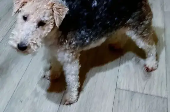 Пропала собака, ул. Мусоргского, 15, Тверь