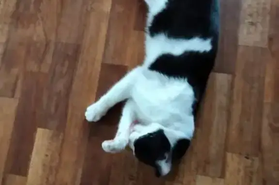 Объявления о пропавших и найденных животных, Макаровка, фото: Кот найден: Коммунистическая 130, Макаровка