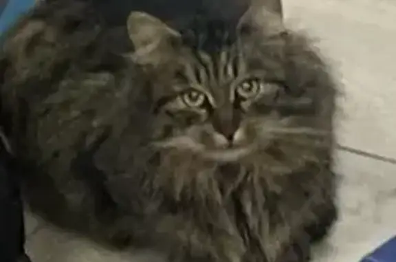 Найдена кошка, Алтайская ул., СПб