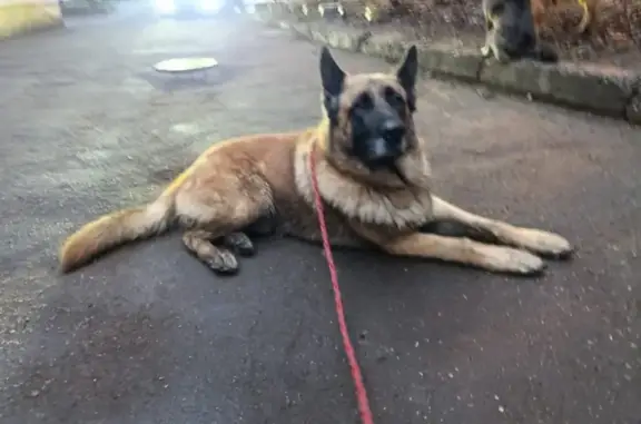 Найдена собака, Москва, фото: Найдена собака, ул. Софьи Ковалевской, Москва