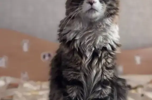 Найдена кошка, Самара, фото: Кошка найдена: Солнечная ул, 37, Самара