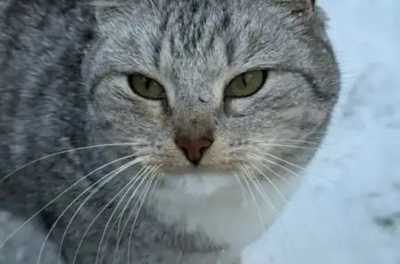 Объявления о пропавших и найденных животных, Истра, фото: Кошка найдена в БЦ Пионер, Истра