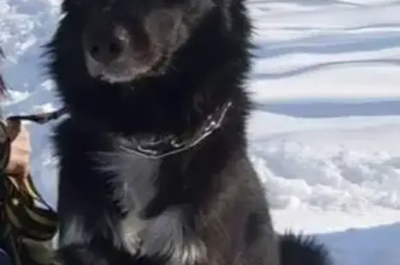 Пропала собака, Ленинградская 53