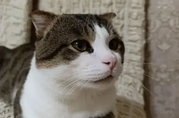 Объявления о пропавших и найденных животных, Грозный, фото: Пропала кошка, пр. Исаева, 40, Грозный