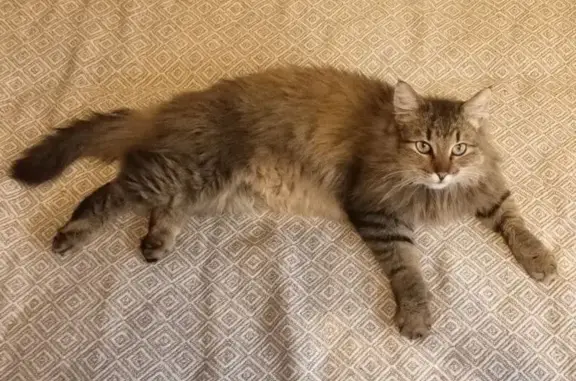 Объявления о пропавших и найденных животных, Красноармейск, фото: Кошка найдена: ул. Пушкина, 16, Красноармейск