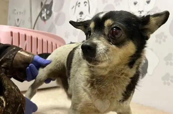 Найдена собака, Краснодар, фото: Трехцветная собака найдена на Седина, Краснодар