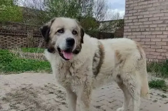 Пропала собака в Сафоново, Смоленская обл.