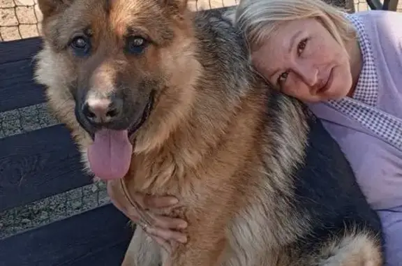 Собаки потеряшки, Никулино, фото: Потеряшка собака в Никулино, МО