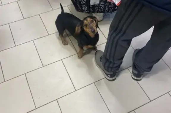 Найденные животные Дубовка, фото: Собака найдена: ул. Щербакова, Дубовка