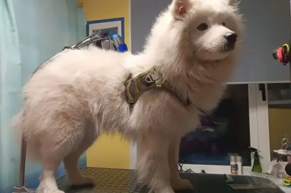 Найдена собака, Чемал, фото: Собака найдена в Чемале, Алтай