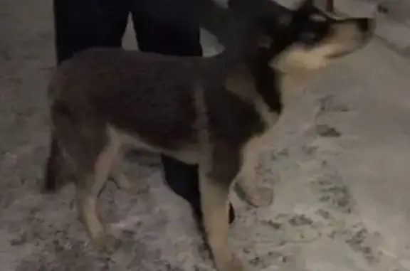 Найдена собака, Оренбург, фото: Найдена собака, Волгоградская 22/1, Оренбург