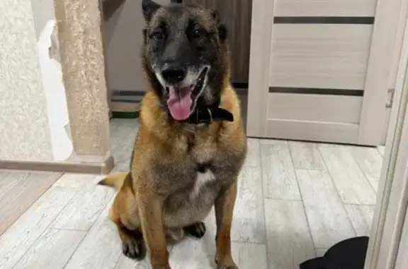 Пропала собака, Техническая ул, 20, Киров