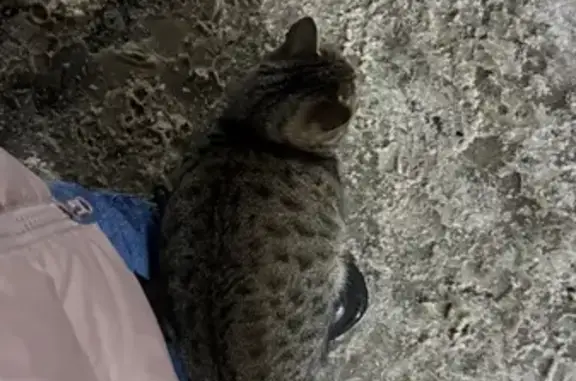 Объявления о пропавших и найденных животных, Чебоксары, фото: Кошка найдена у кольца Маштехникум, Чебоксары