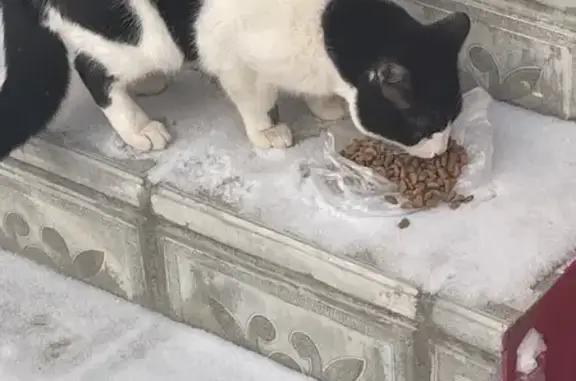 Кошка найдена: ул. Строителей 1/2, Новочебоксарск