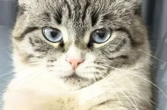 Пропала кошка, Центральная ул., 152, Абакан