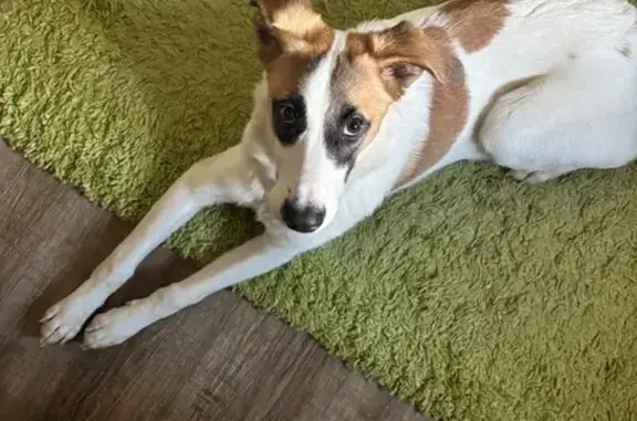 Найдена собака, Красноярск, фото: Собака найдена у 137 школы, Пашенный