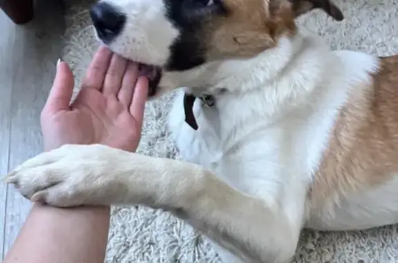 Найдена собака, Красноярск, фото: Найдена собака, Красноярск, мкрн Пашенный