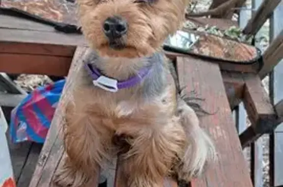 Пропала собака, пр. Коммунаров 120А, Барнаул