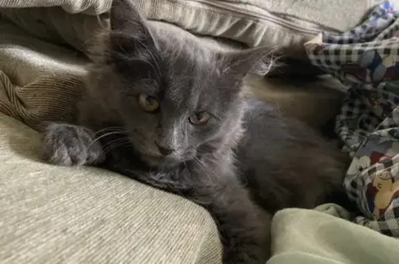 Объявления о пропавших и найденных животных, Пенза, фото: Пропала кошка, ул. Ладыгиной-Котс, Пенза