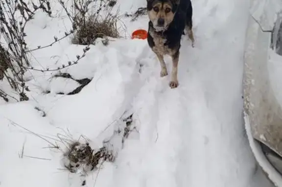 Найдена собака, Ижевск, фото: Собака найдена на Пушкинской 268, Ижевск