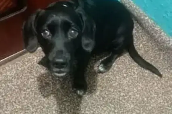 Найдена собака, Томск, фото: Собака найдена: Томск, ул. Мюнниха 11