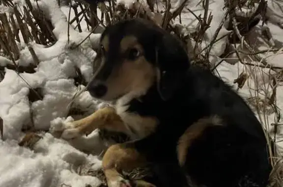 Найдена собака, Омск, фото: Щенок найден: Звёздная ул., 2, Омск