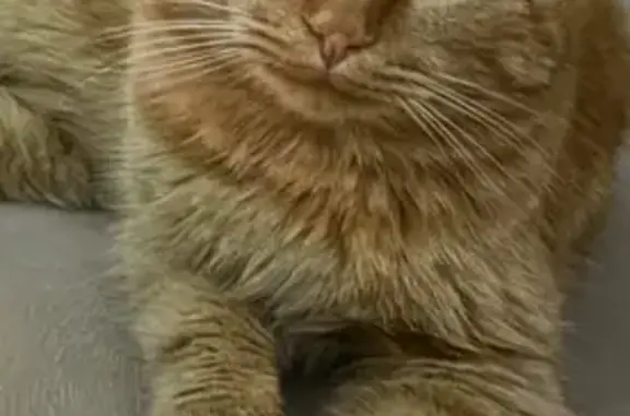 Пропала кошка, ул. Пугачёва 12, Ульяновск