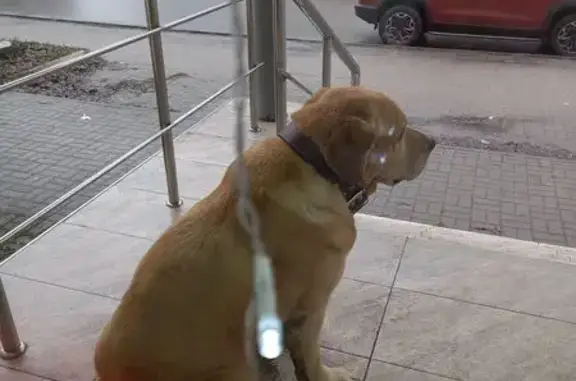 Объявления о пропавших и найденных животных, Курск, фото: Найдена собака на ул. 50 лет Октября, 11