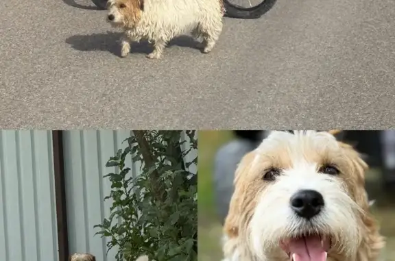 Объявления о пропавших и найденных животных, Малое Луговое, фото: Пропала собака на Сосновой улице, Малое Луговое