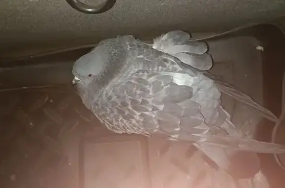 Голубь найден в Томске, не зна...