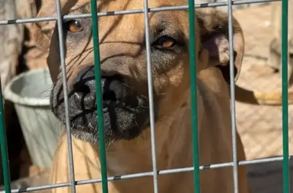 Потерянные животные Каменск-Шахтинский, фото: Пропала собака, Арсенальная 52, Каменск