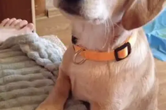 Пропала собака, ул. А. Петрова 196, Барнаул